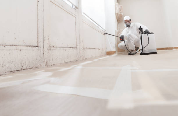 24/7 Emergency Attic Mold Remediation experts in West Chicago, IL